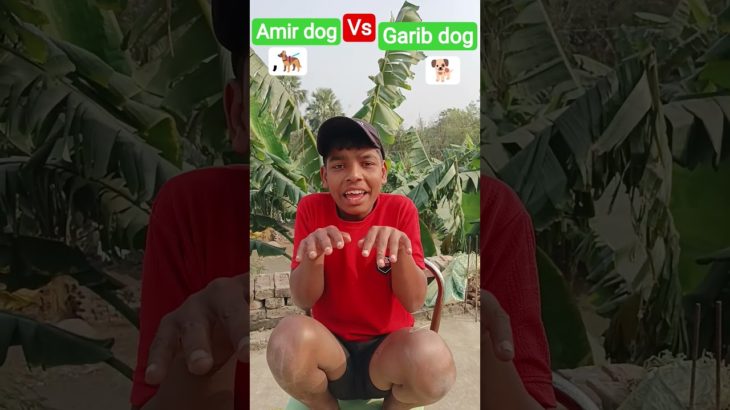Street dog vs pet dog | #shorts