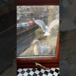 The Return Of My Pet Seagulls Lover… ETHAN!