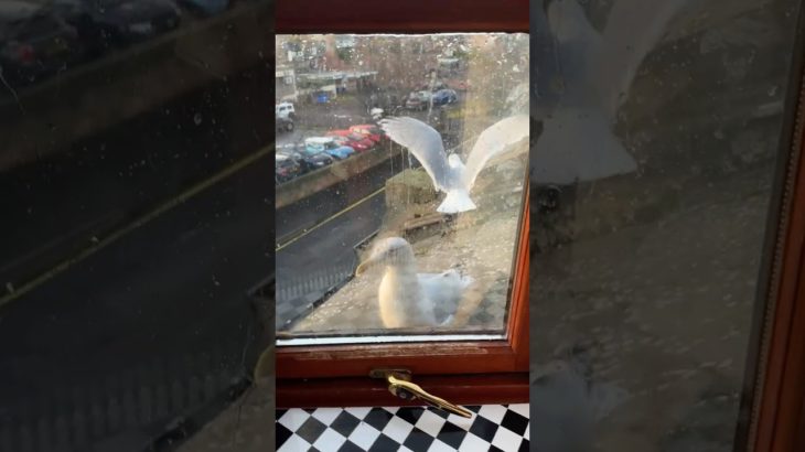 The Return Of My Pet Seagulls Lover… ETHAN!