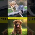 These Cat & Pet Memes! 😹 #Shorts”