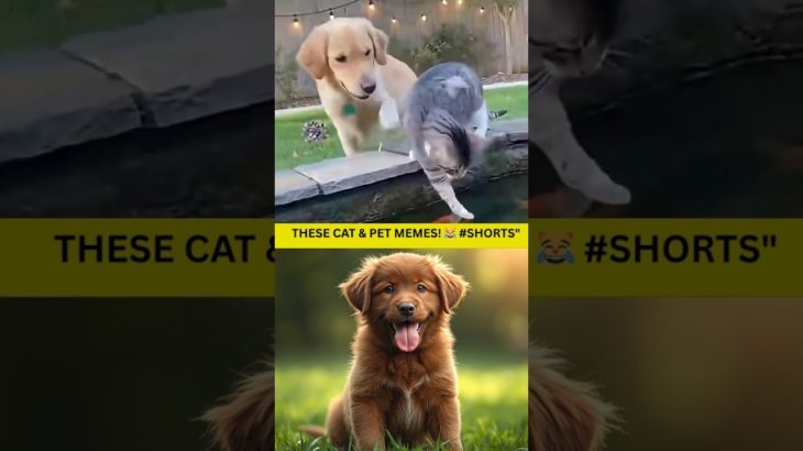 These Cat & Pet Memes! 😹 #Shorts”