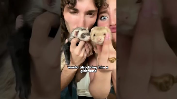 🦡❤️This pet ferret became a ultimate wingman #animals #pets #cute #ferret #funny