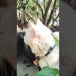 Tofu Sleeping Like a King 😴👑 | Royal Pet Vibes | Cute Pet Video”