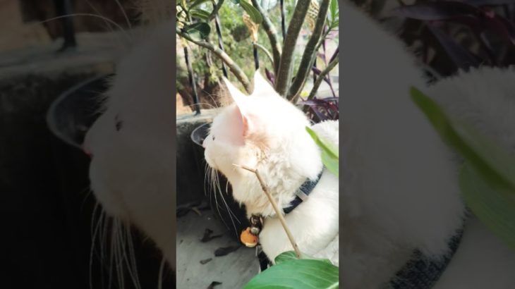 Tofu Sleeping Like a King 😴👑 | Royal Pet Vibes | Cute Pet Video”