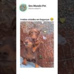 Viciados em bagunçar 😂 #pet #pets #cachorrosengraçados #gato #brasil #animaisengraçados