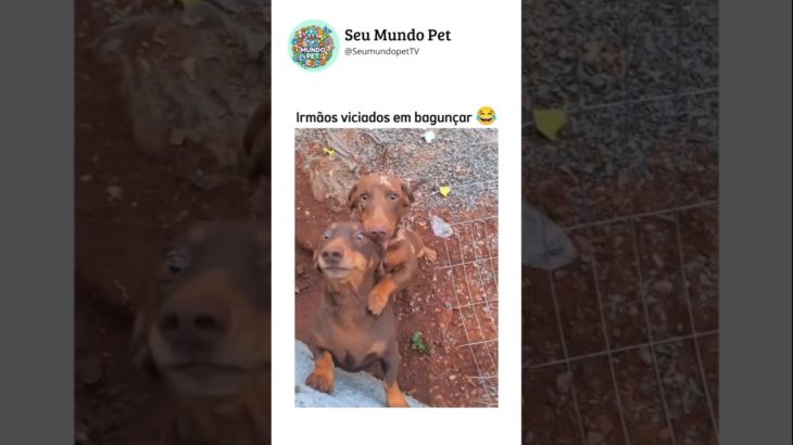 Viciados em bagunçar 😂 #pet #pets #cachorrosengraçados #gato #brasil #animaisengraçados