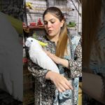 Whatsaap 03052021377 shop name usama pet shop #talkingparot #bird #trending