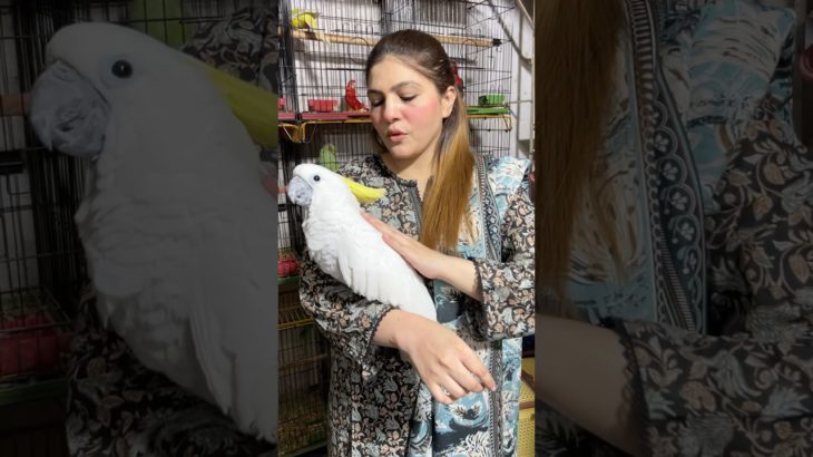 Whatsaap 03052021377 shop name usama pet shop #talkingparot #bird #trending