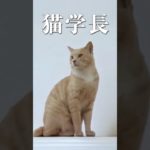 大学に通う猫の悲し実話 #動物のいる暮らし #ペットのいる暮らし #猫 #感動する話 #animals