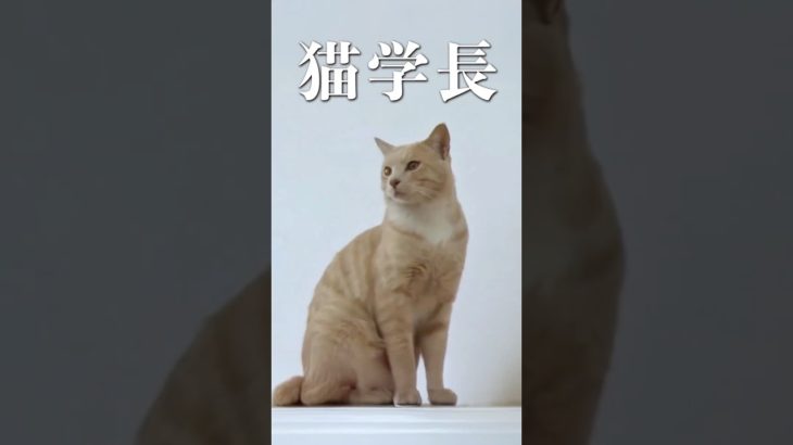 大学に通う猫の悲し実話 #動物のいる暮らし #ペットのいる暮らし #猫 #感動する話 #animals