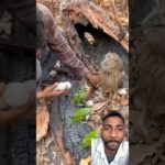 बाज के अंडे चुराये #animals #wildlife #nature #snake #pet #beautiful #love #perfect