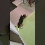 のんびり休みタイム！#ビーグル #ビーグル犬栗 #beagle #beagles #pet #ペット #大阪 #萌 #かわいい #犬 #dog #たのしい  #比格 #比格犬板栗　　#比格大魔王