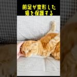 猫の前足が変形した理由に涙する！#cat #ペット