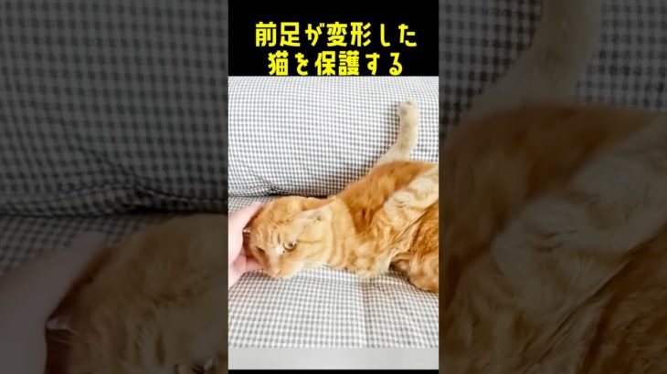 猫の前足が変形した理由に涙する！#cat #ペット
