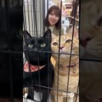【リアルうちの猫】ショートコント　ペットショップの猫の気持ち#コント #ペットショップ #ねこ #cat