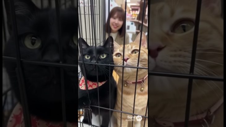 【リアルうちの猫】ショートコント　ペットショップの猫の気持ち#コント #ペットショップ #ねこ #cat
