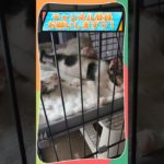 ゆっくりスヤスヤ。｜#保護猫 #子猫 #cat #catlife  #癒しのペット動画  #猫と暮らす幸せ #猫あるある  #猫好きさんと繋がりたい #ねこ癒やし #子猫の成長動画