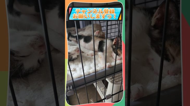 ゆっくりスヤスヤ。｜#保護猫 #子猫 #cat #catlife  #癒しのペット動画  #猫と暮らす幸せ #猫あるある  #猫好きさんと繋がりたい #ねこ癒やし #子猫の成長動画