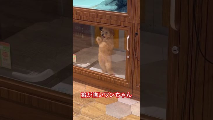 たまたま行ったペットショップで癖ツヨのワンコいた#dog #ペットショップ