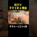 母犬が子犬を叱る理由に感動する！#ペット #しつけ #dog