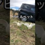 アヒル可愛いペット #duck #gachua #cute #music #funny #animals #goose #nature #birds #アヒル #あひる #petduck #pets