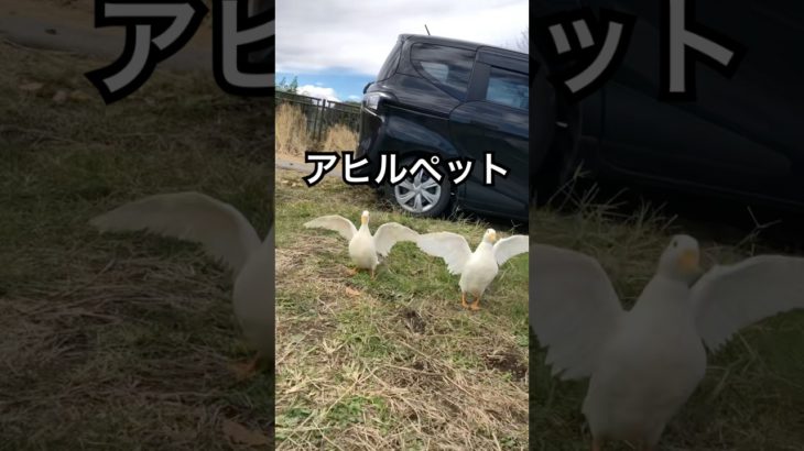 アヒル可愛いペット #duck #gachua #cute #music #funny #animals #goose #nature #birds #アヒル #あひる #petduck #pets