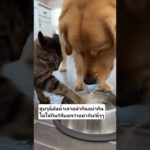 อย่ากิน! #funny #ทาสแมว #มันนี่แมวป่วนเมือง #animals #pet #pets #cat #cute #cutecat