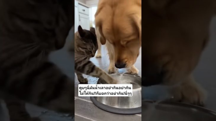 อย่ากิน! #funny #ทาสแมว #มันนี่แมวป่วนเมือง #animals #pet #pets #cat #cute #cutecat