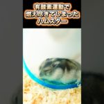 エクササイズ後のハムスター #ハムスター #ジャンガリアン #ペット #hamster #cuteanimals #pets #kawaii #cute #癒し #かわいい
