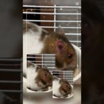 #ハムスター #hamster #ハムスター動画 #癒し動画 #かわいい #pet #pets #ペット動画 #shorts #shortvideo
