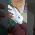 #happyrabbit #khushrabbit #baitharabbit #goadmerabbit #pet #khargosh #bunny #rabbit #cute #pyararabb