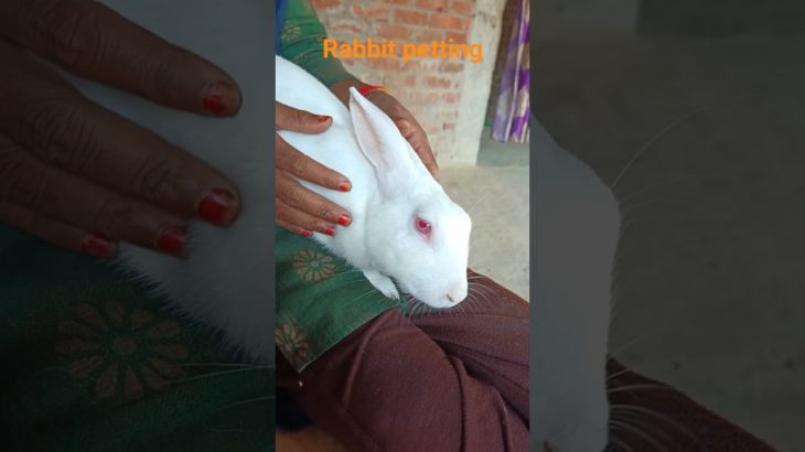 #happyrabbit #khushrabbit #baitharabbit #goadmerabbit #pet #khargosh #bunny #rabbit #cute #pyararabb