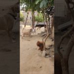 ms dog boarding house #funny #dogboarding #pets #dogs #viral #superdog pet boarding near by #petshub