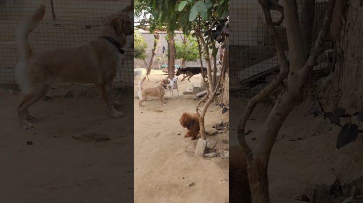 ms dog boarding house #funny #dogboarding #pets #dogs #viral #superdog pet boarding near by #petshub