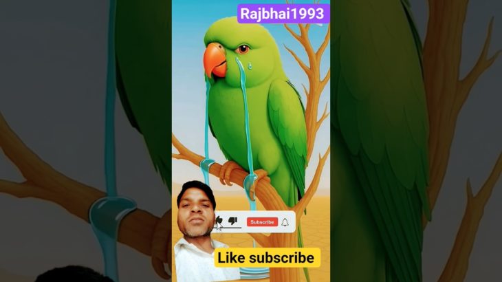 parrot | facts |funny parrot |funny pet |cute parrot |cute pet |greenparrot |greenpet | parrotfood |