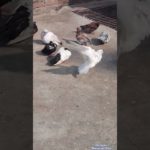 pet lovers💖#animals #pigeon #kabootar #highlights #trending #pets #viralvideo #cute #love #birds