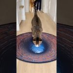 pet rug prank #catshorts #cat #dontlaught #catfunny #catdrama #funny #catvideos #funnycatvideos