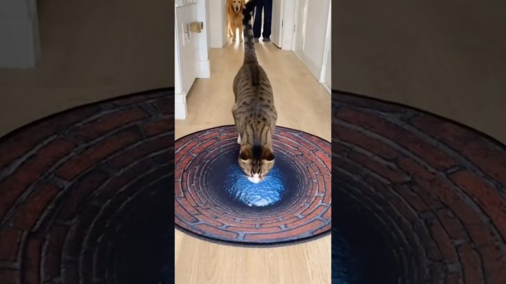 pet rug prank #catshorts #cat #dontlaught #catfunny #catdrama #funny #catvideos #funnycatvideos