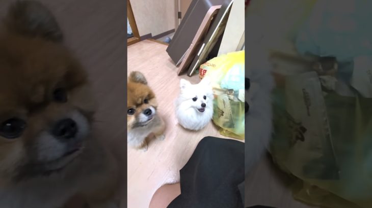 怖かったよね…#ポメラニアン #pomeranian  #포메라니안 #多頭飼い #ペット #4ポメ#犬のいる暮らし #よんぽめママ #癒し #4ポメのママ  #トラウマ  #避妊手術  #全身麻酔