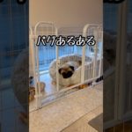 みんなはどう？🐽 #パグ #犬のいる生活 #犬 #ペット #パグあるある #パグの性格 #pug