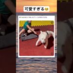 可愛いね🥺　#shorts #おもしろ #犬 #ペット #かわいい