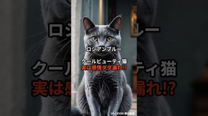 【ロシアンブルー①】クールビューティ猫、実は感情ダダ漏れ!? #shorts #動物 #雑学 #猫 #ネコ