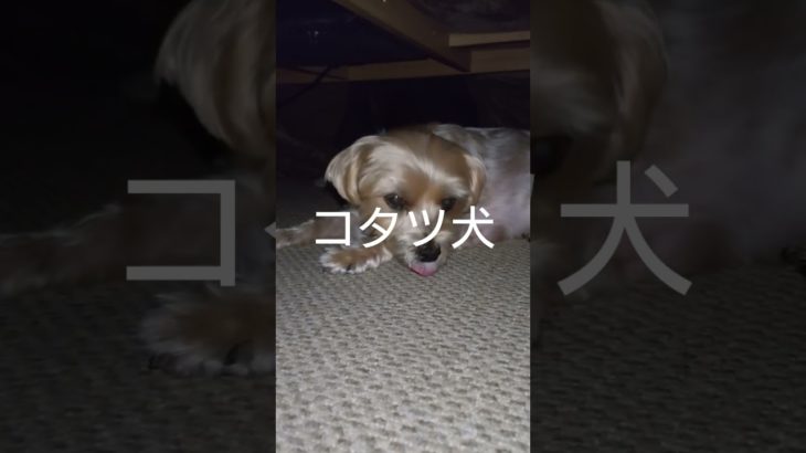 コタツで暖まる文太君#shorts ＃ペット＃ヨークシャ＃マルチーズ
