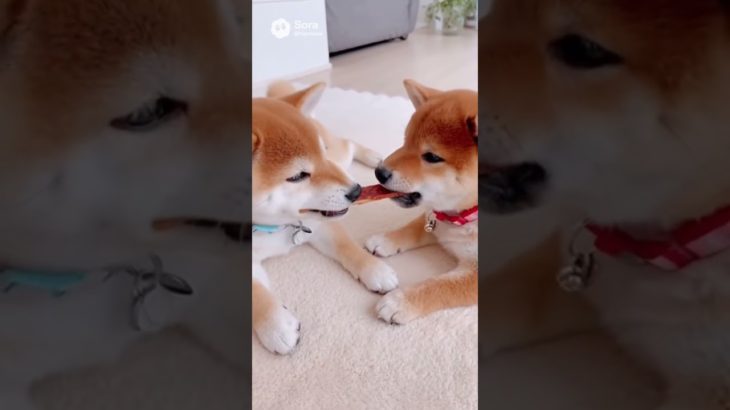 取らないで〜 #shorts #柴犬 #かわいい #ペット