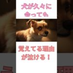 犬が久々に会っても覚えてる理由が泣ける🐶 #shorts #犬 #いぬ #雑学 #雑学ショート #short #shortsfeed