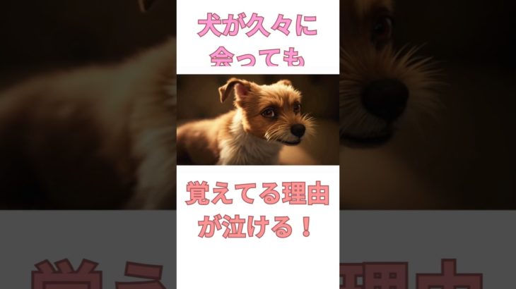 犬が久々に会っても覚えてる理由が泣ける🐶 #shorts #犬 #いぬ #雑学 #雑学ショート #short #shortsfeed