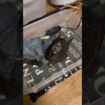 朝は寝床でぐーぐーぐー#亀吉#亀#かめきち#かめ#カメ#ペット#クサガメ#くさがめ#朝は寝床でぐーぐーぐー