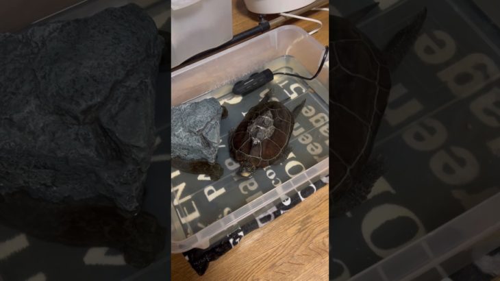 朝は寝床でぐーぐーぐー#亀吉#亀#かめきち#かめ#カメ#ペット#クサガメ#くさがめ#朝は寝床でぐーぐーぐー