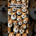 実はすごい犬！コーギーの可愛すぎる特徴３選 #コーギー #ペット #可愛い #雑学 #雑学パンツマン #短足 #コーギーのおしり #食パン