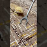 ダイソーのマジックハンドがいいおもちゃ#爬虫類 #ペット #ペット動画 #おもしろ #おもしろ動画